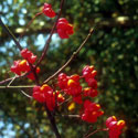 Euonymus europaeus ‘Red Cascade’, Spindle tree