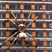 Giant spider on a tower building