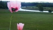 A beautiful view of the River Tweed from the garden