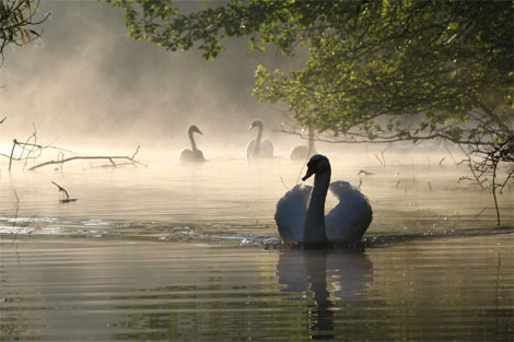 A swan on a misty day - photograph by Paul Wilde. If you have any great photographs of Hereford and Worcestershire, send them to worcester@bbc.co.uk.