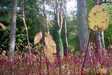 Dogwood and trees in a wood