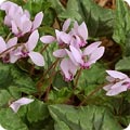 Cyclamen hederifolium