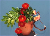 fill in gaps iwth viburnum and carnations
