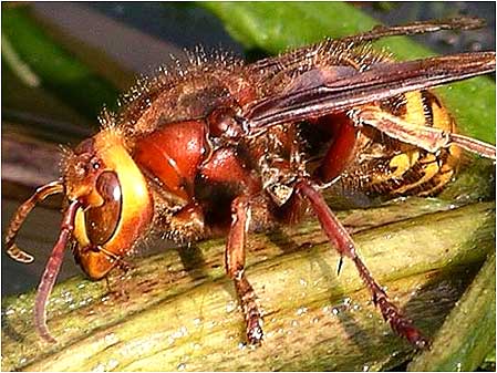 Hornet