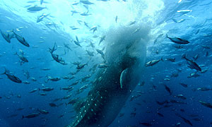 Whale Shark © BBC NHU