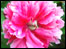 Flower @ Nostell Priory
