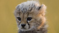 Cheetah cub Toto the cheetah cub