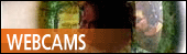 Wiltshire webcams