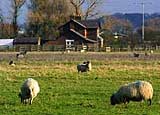 Image of the marsh in Freckleton