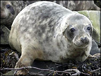 Foca