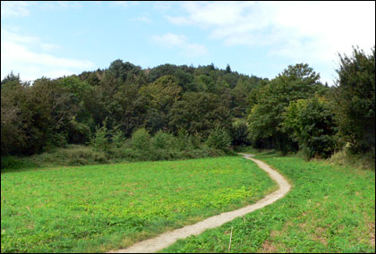 The pathway leading up to Credenhill Park Woods