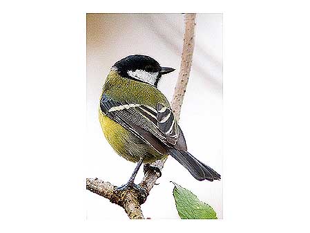 Great Tit