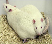 Rato clonado