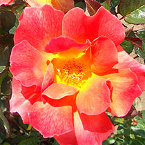 Rosa 'Call Red'
