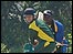 Cricket: Guernsey v Bahamas