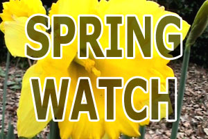 Springwatch