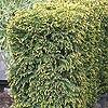 Taxus baccata
