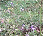 Harebells