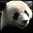 Panda na reserva de Wolong, Sichuan