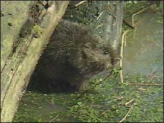 Water vole