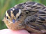 An Aquatic Warbler