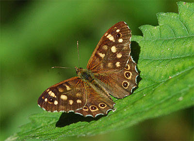 Speckled Wood