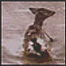 'Bambi'
