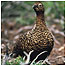 Moorland (Image: Red Grouse)