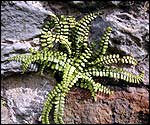 Fern
