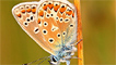 Common blue pair roosting by Dr Murray