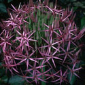 Allium cristophii, Ornamental onion
