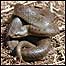 Smooth snake