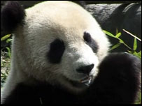 Panda gigante