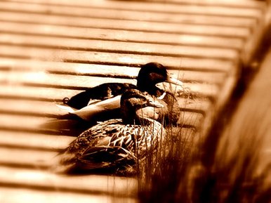 Ducky Love