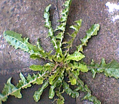 Weeds