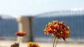 Flower Flower