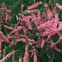 Tamarix, Tamarisk