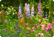 Summer perennials