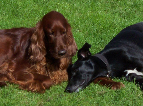 Mollie and Boogie