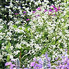 Crambe cordifolia