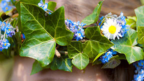 Ivy circlet