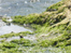 Seaweed at Stackhouse Cove