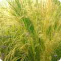 Grasses