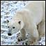 Urso polar