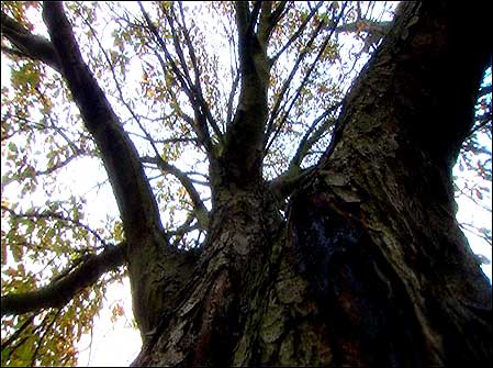 Diseased tree