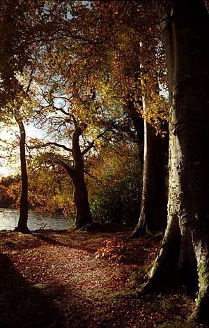 Autumn scene in Castlewellan Forest