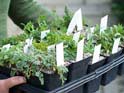 Tray of plants