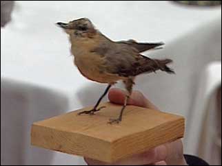 The Wheatear bird