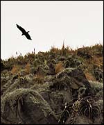Picture: Condor at Olantaytambo