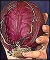 Picture: Red cabbage